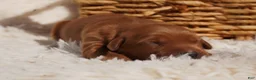 Golden Retriever dogs for sale: Daisy -AKC, Genetically Clear - Ad 34