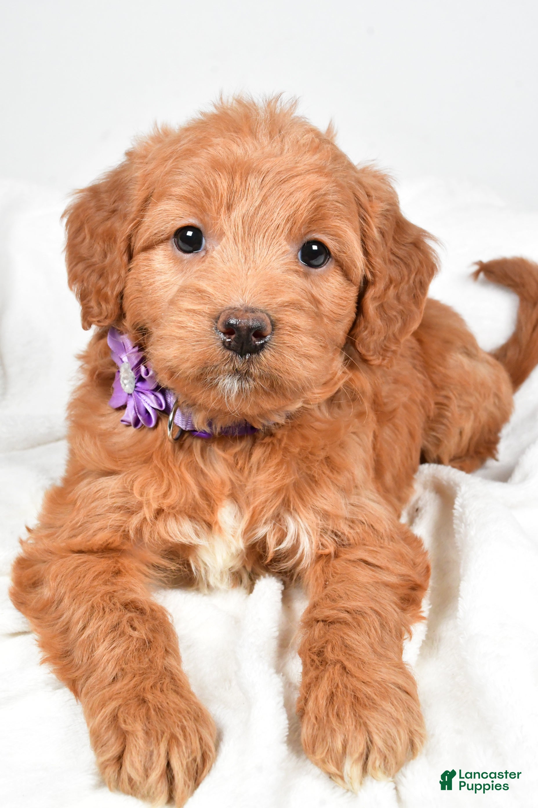 Mini Goldendoodle dogs Bluebell - Ad 39