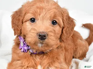 Mini Goldendoodle dogs Bluebell - Ad 29