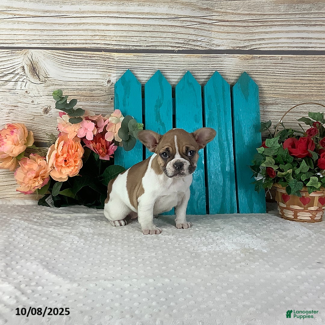 French Bulldog dogs for sale: Cinnamon - Ad 3