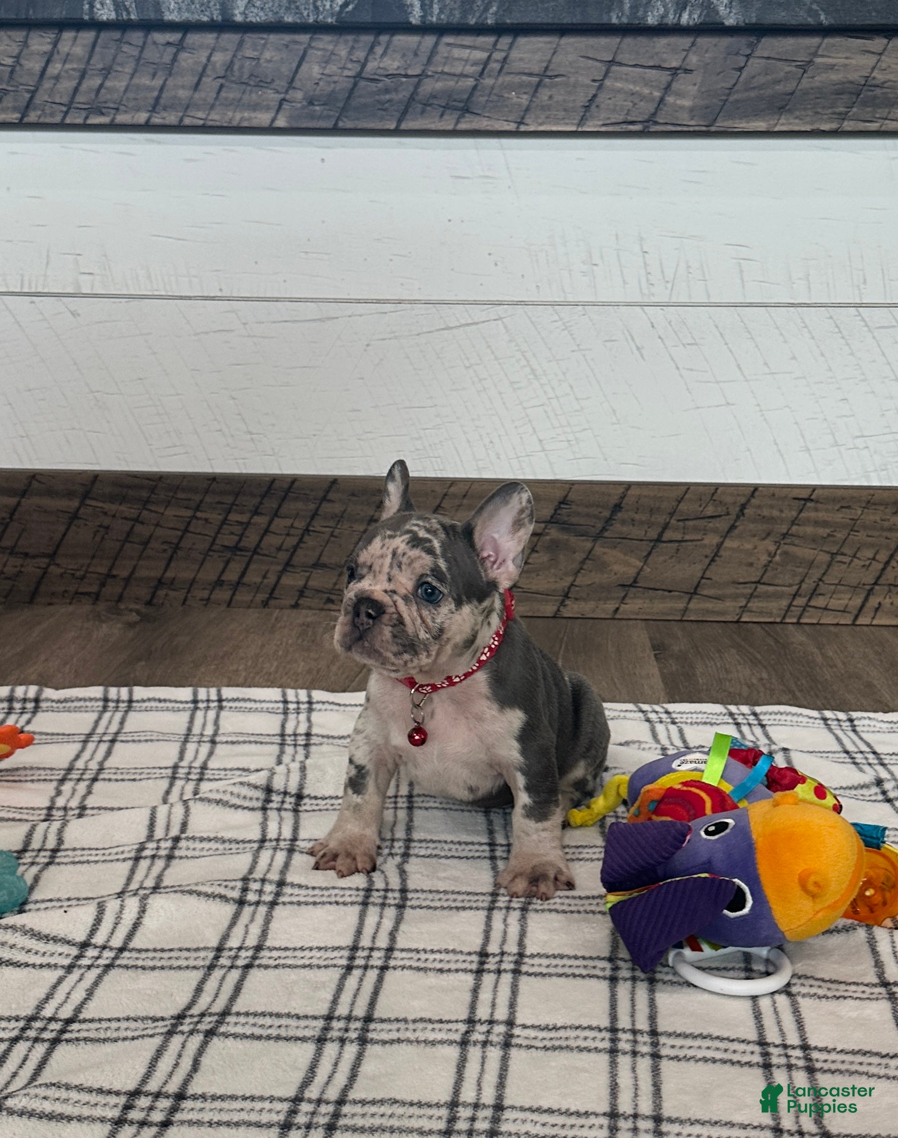 French Bulldog dogs Smokey  - Ad 2