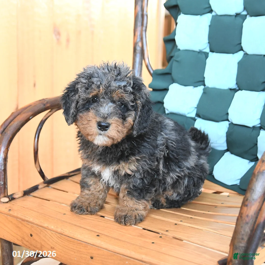 Mini Bernedoodle dogs for sale: Waffles - Ad 2