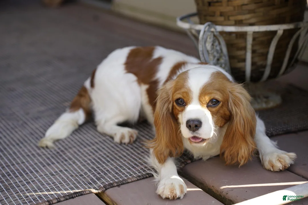 Cavapoo dogs for sale: Bryce - Ad 9