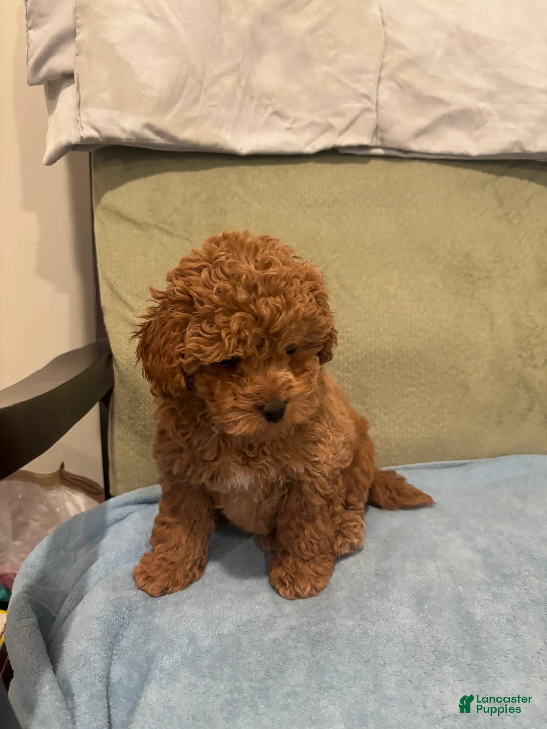 Maltipoo dogs for sale: Stella - Ad 2