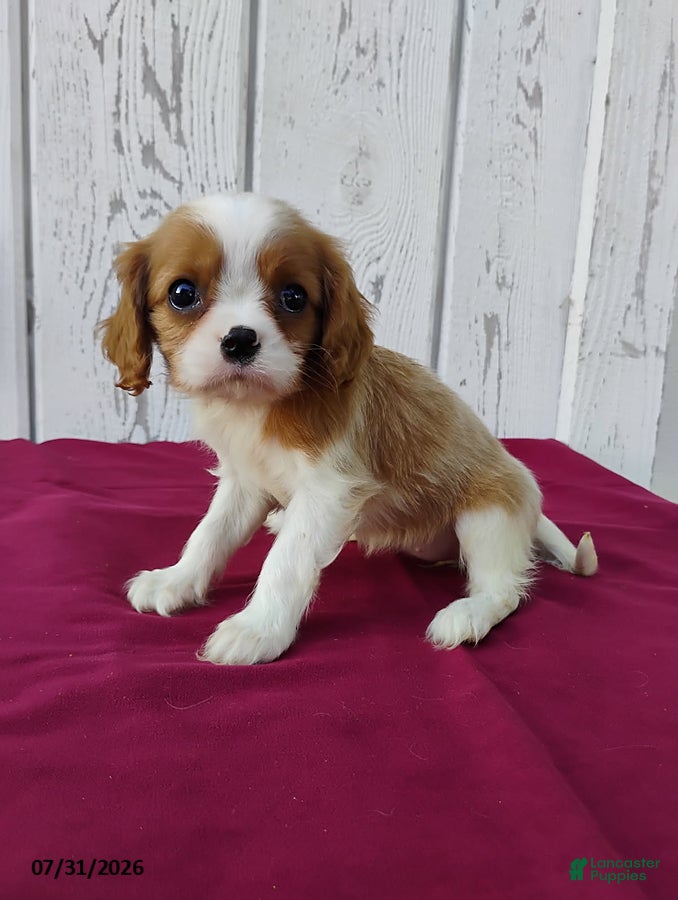 Cavalier King Charles Spaniel dogs Lady - Ad 1