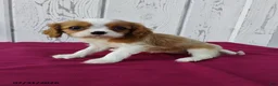 Cavalier King Charles Spaniel dogs for sale: Lady - Ad 1