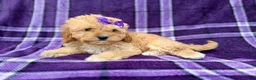 Cavapoo dogs for sale: Ayla - Ad 5