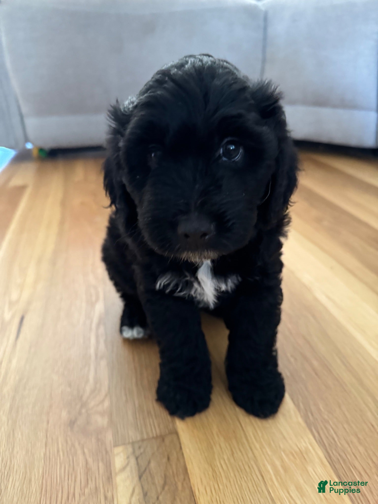 Mixed Breed dogs Mixed Breed 1 - Ad 12