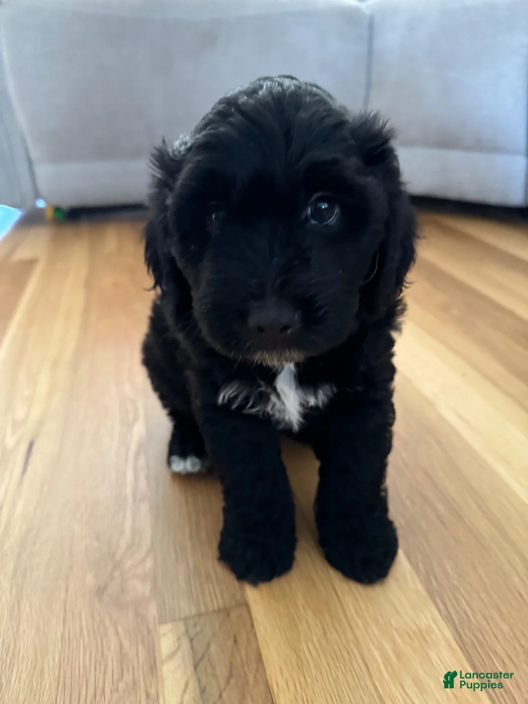 Mixed Breed dogs for sale: Mixed Breed 1 - Ad 1