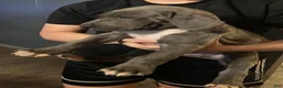 Great Dane dogs for sale: Great Dane Puppy 2 - Ad 5