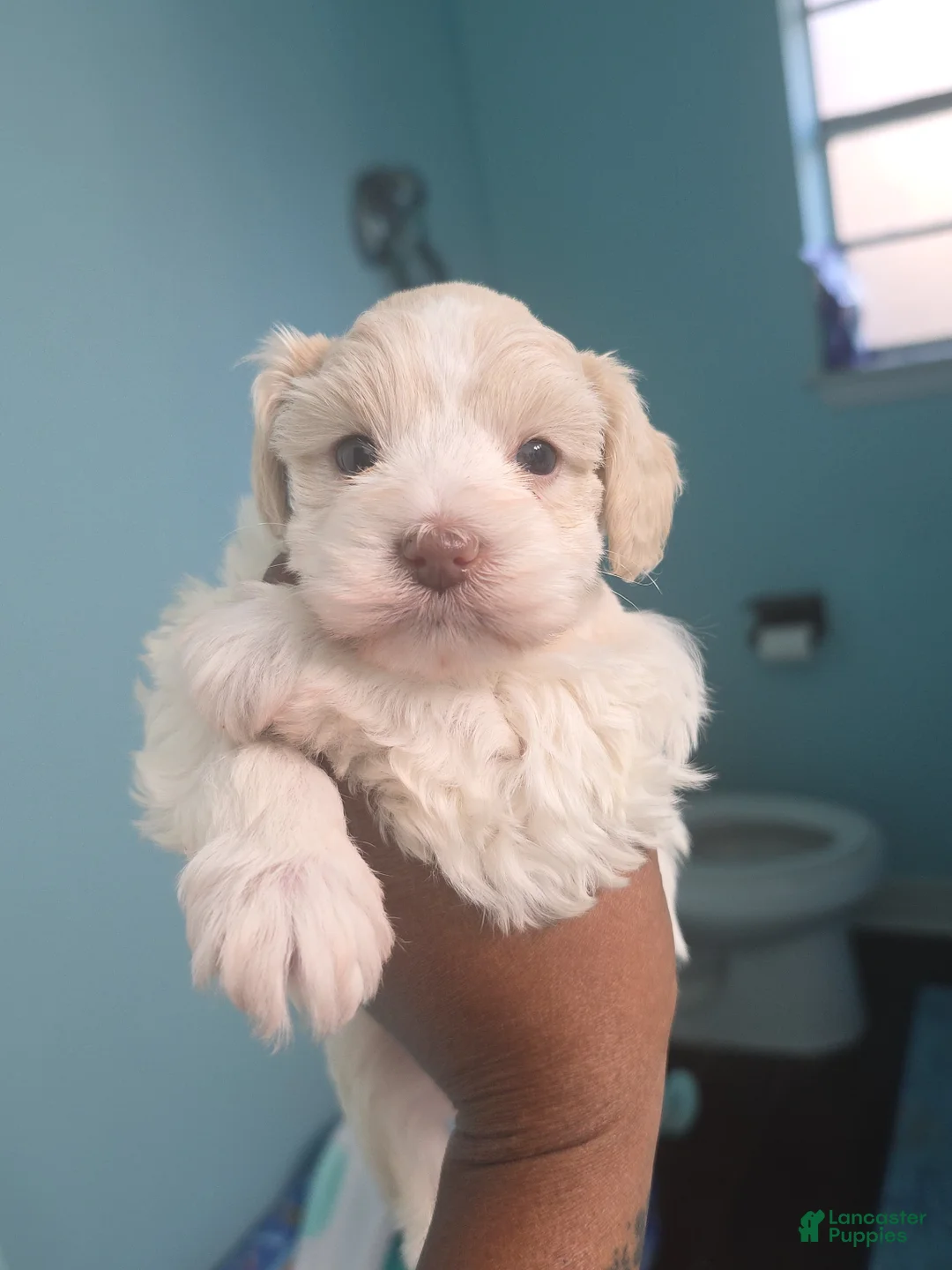 Miniature Schnauzer dogs for sale: Faline - Ad 1