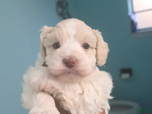 Miniature Schnauzer dogs Faline - Ad 1