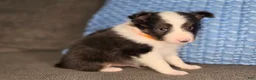 Shetland Sheepdog dogs for sale: Tallahassee AKC - Ad 8