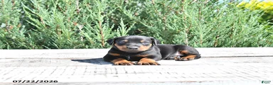 Benji