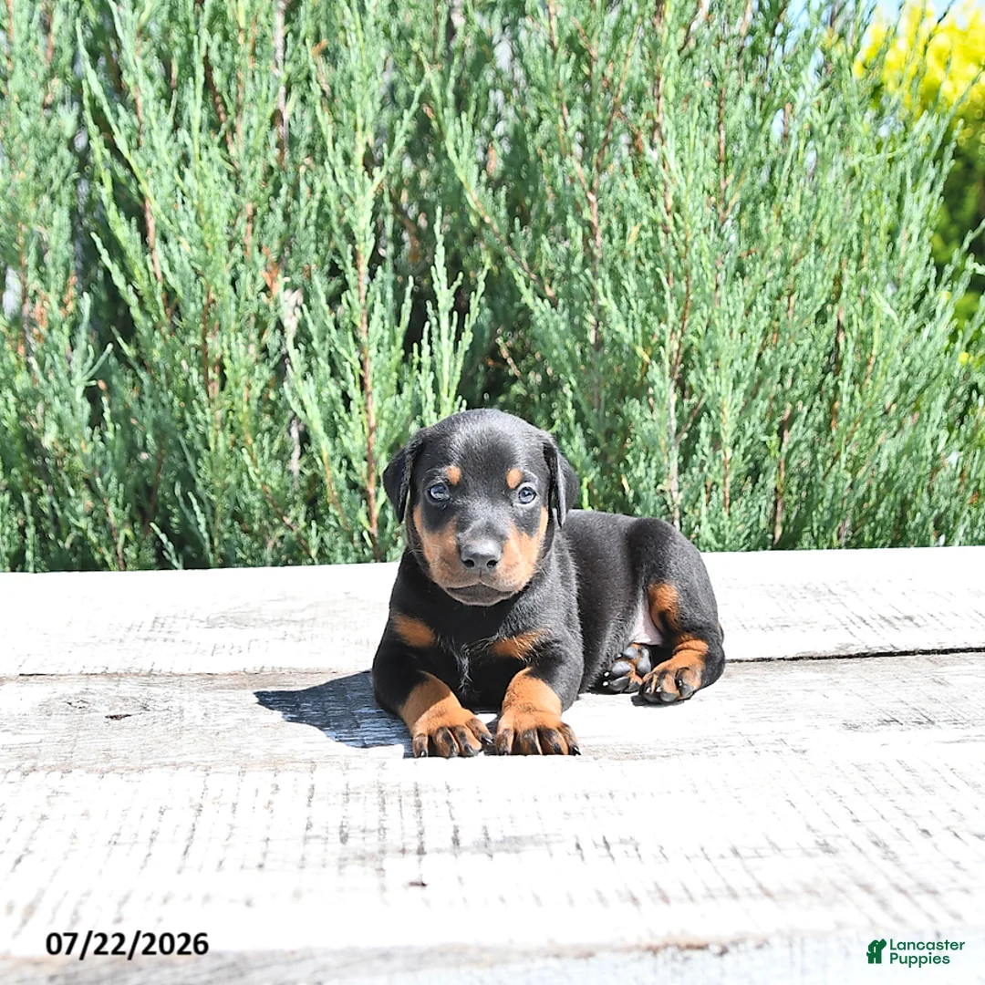 Doberman Pinscher dogs for sale: Benji - Ad 1