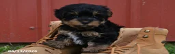 Yorkiepoo dogs for sale: Jax - Ad 5