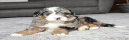 Mini Bernedoodle dogs for sale: Mini Shadow - Ad 28