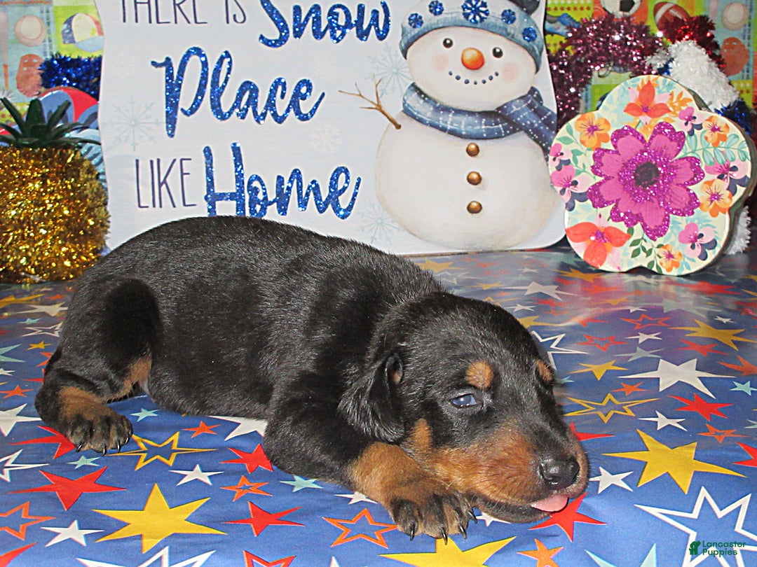 Doberman Pinscher dogs for sale: Doberman Pinscher Puppy 1 - Ad 1