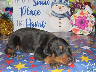 Doberman Pinscher dogs Doberman Pinscher Puppy 1 - Ad 41