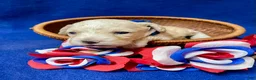 Cockapoo dogs for sale: Maximus - Ad 11