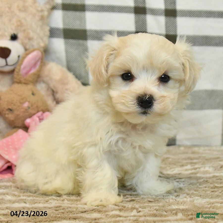 Morkie dogs Bandit - Ad 2