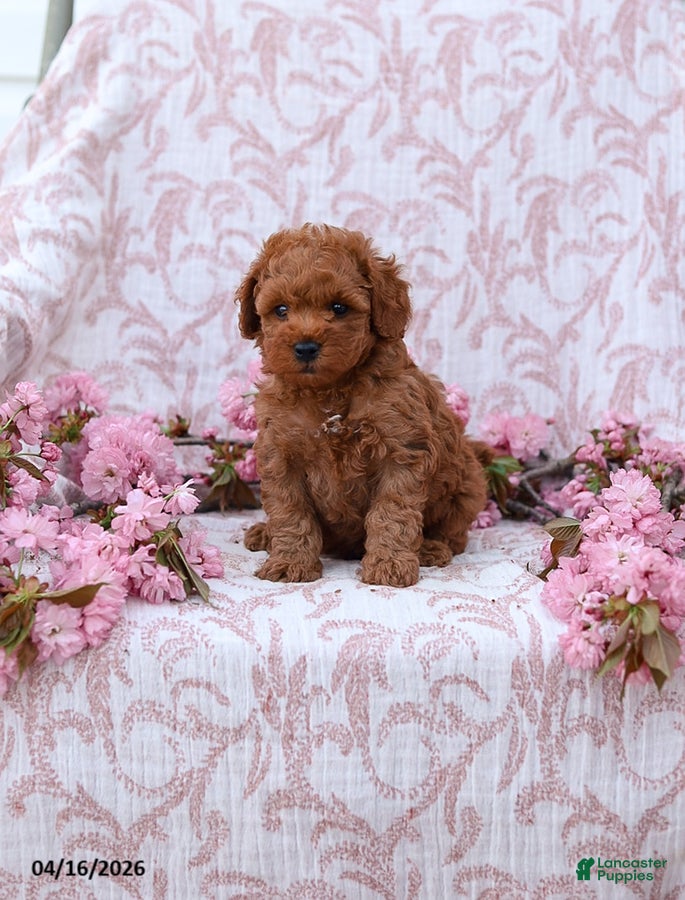 Mini Goldendoodle dogs Curtis - Ad 2