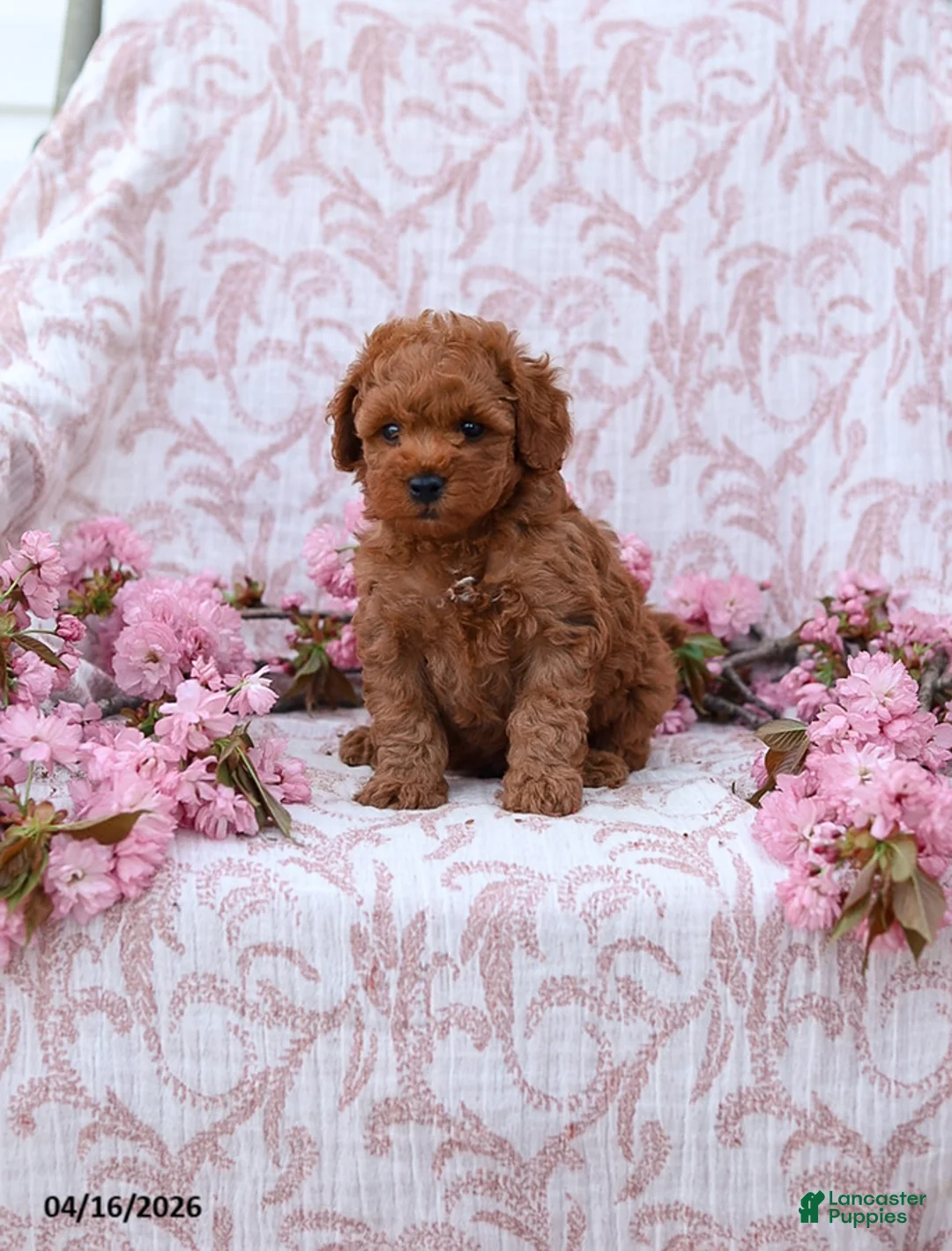Mini Goldendoodle dogs for sale: Curtis - Ad 2