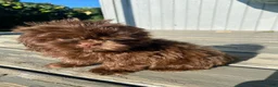 Shih Tzu dogs for sale: Daisy - Ad 8