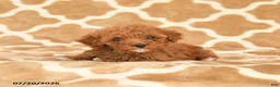 Toy Poodle dogs for sale: Tiny - Ad 2