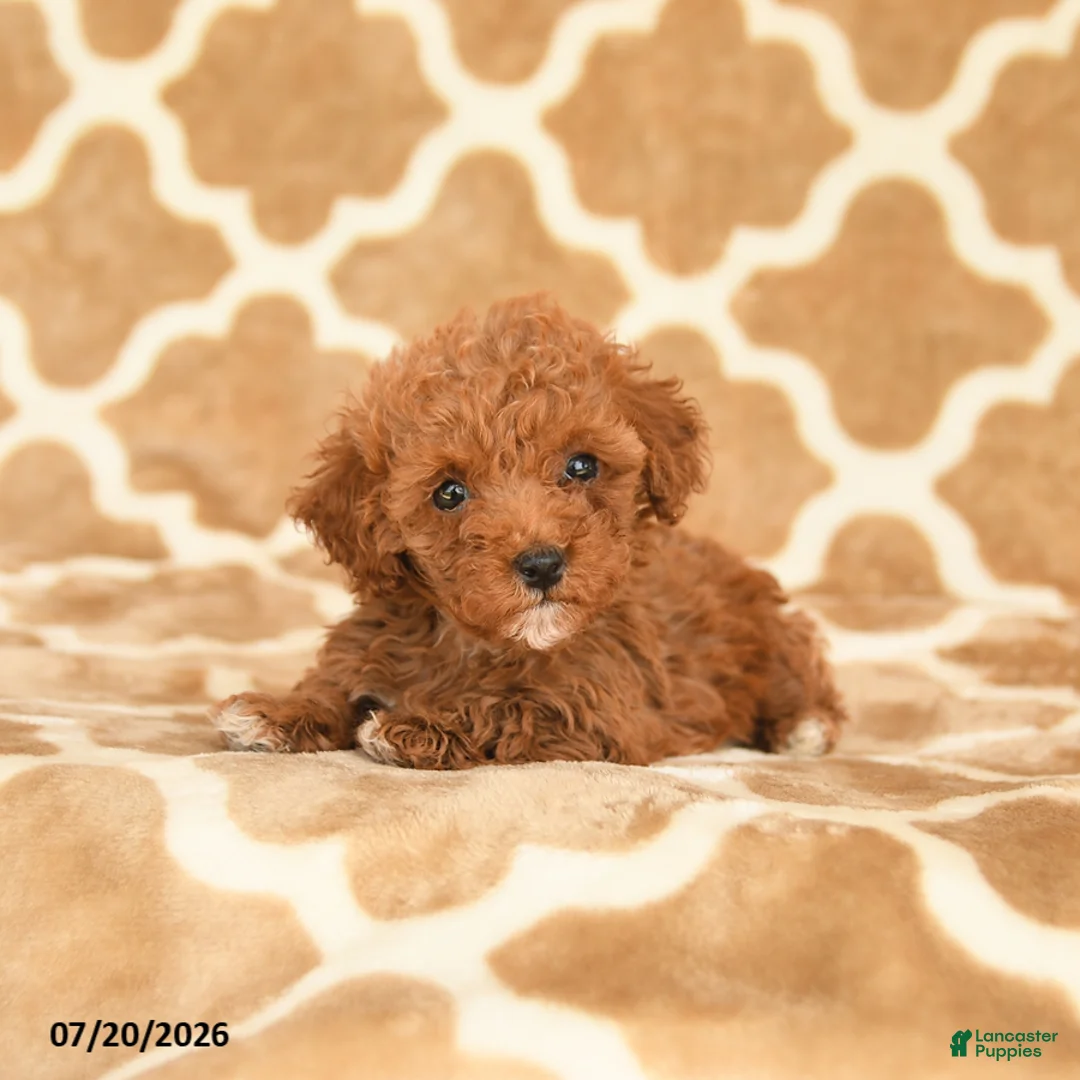 Toy Poodle dogs for sale: Tiny - Ad 2