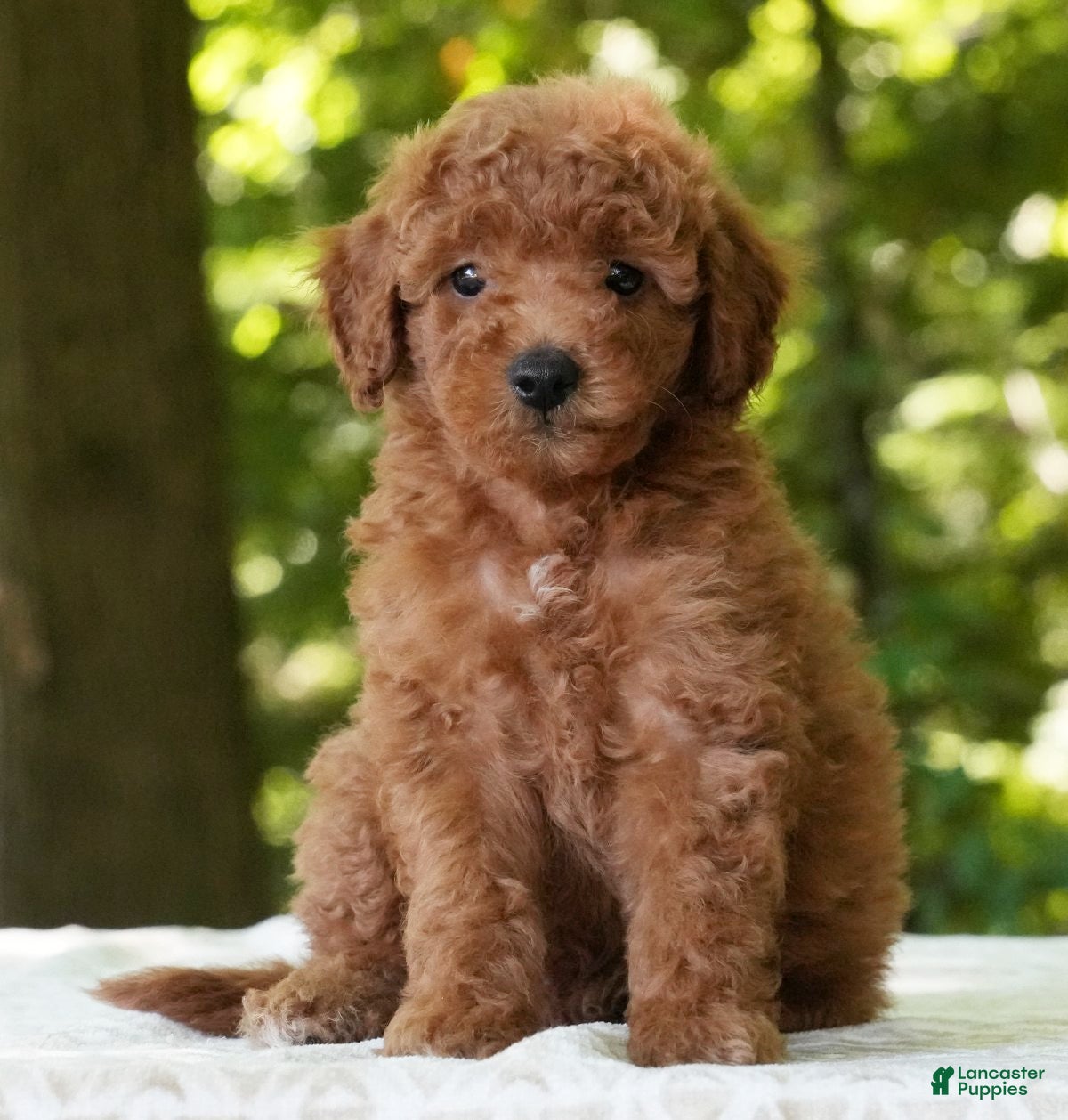 Mini Goldendoodle dogs Connor - Ad 2