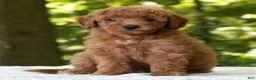 Mini Goldendoodle dogs for sale: Connor - Ad 2