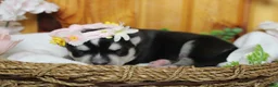Siberian Husky dogs for sale: Kira  - Ad 4