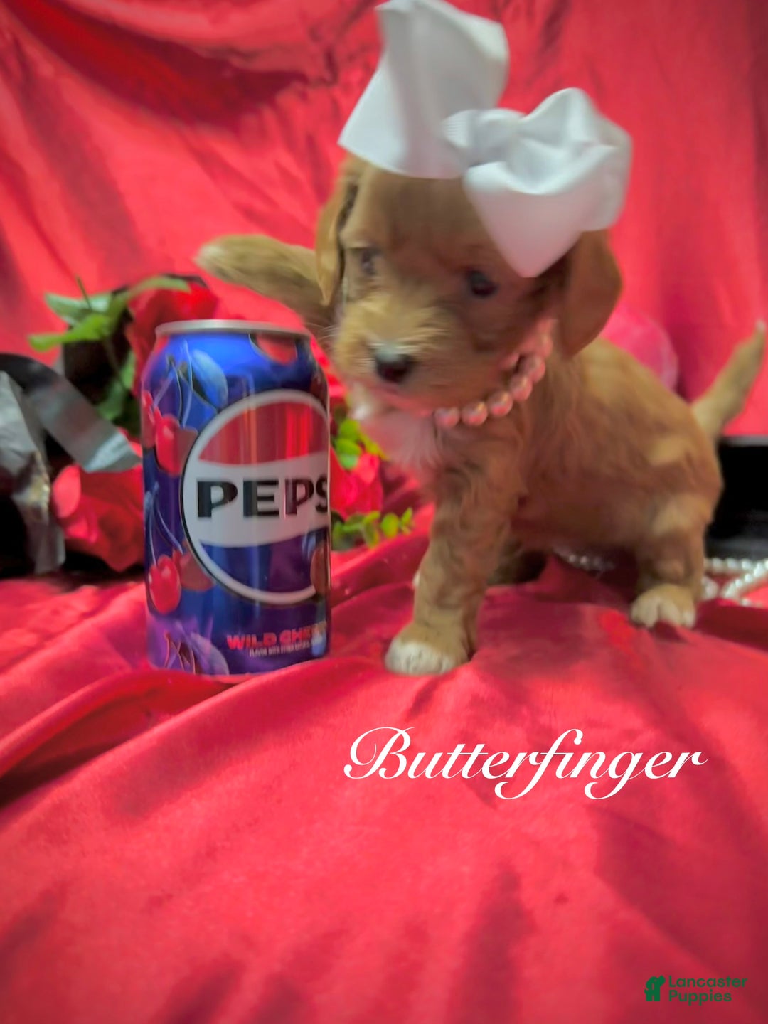 Yorkiepoo dogs for sale: Butterfinger  - Ad 3