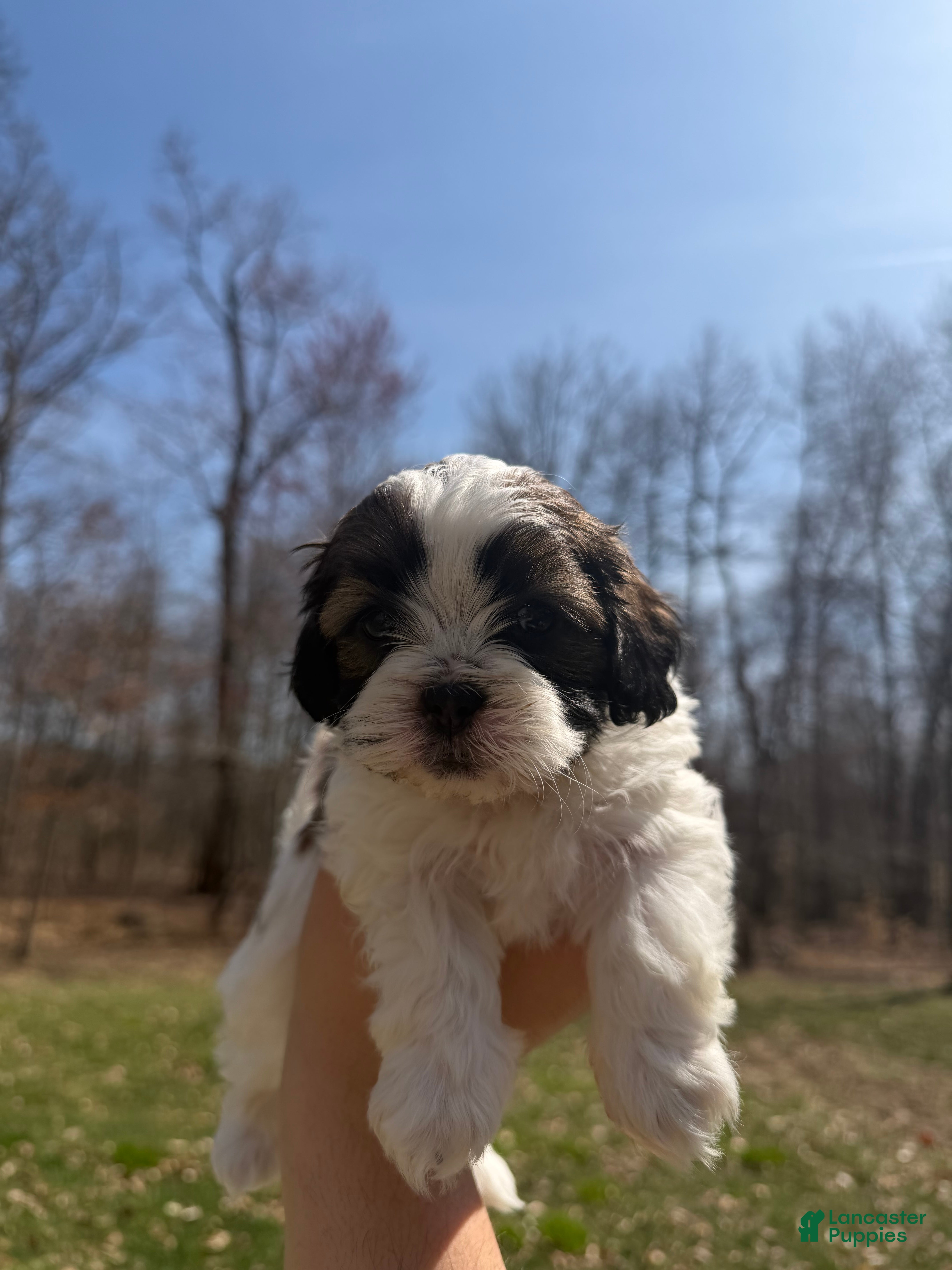 Shih Tzu dogs Graham  - Ad 1
