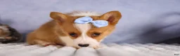 Welsh Corgi Pembroke dogs for sale: Barry🐾 - Ad 8