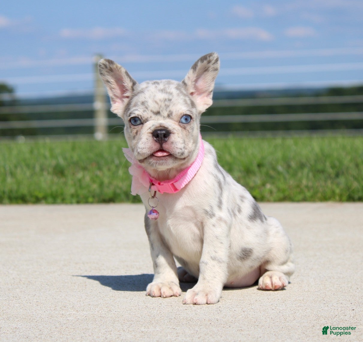 French Bulldog dogs Pearl - Ad 1