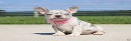 French Bulldog dogs for sale: Pearl - Ad 1