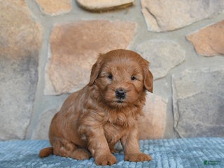 Mini Goldendoodle dogs - Ad 24