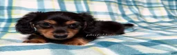 Miniature Dachshund dogs for sale: Black and Tan Long Haired Male AKC  - Ad 7