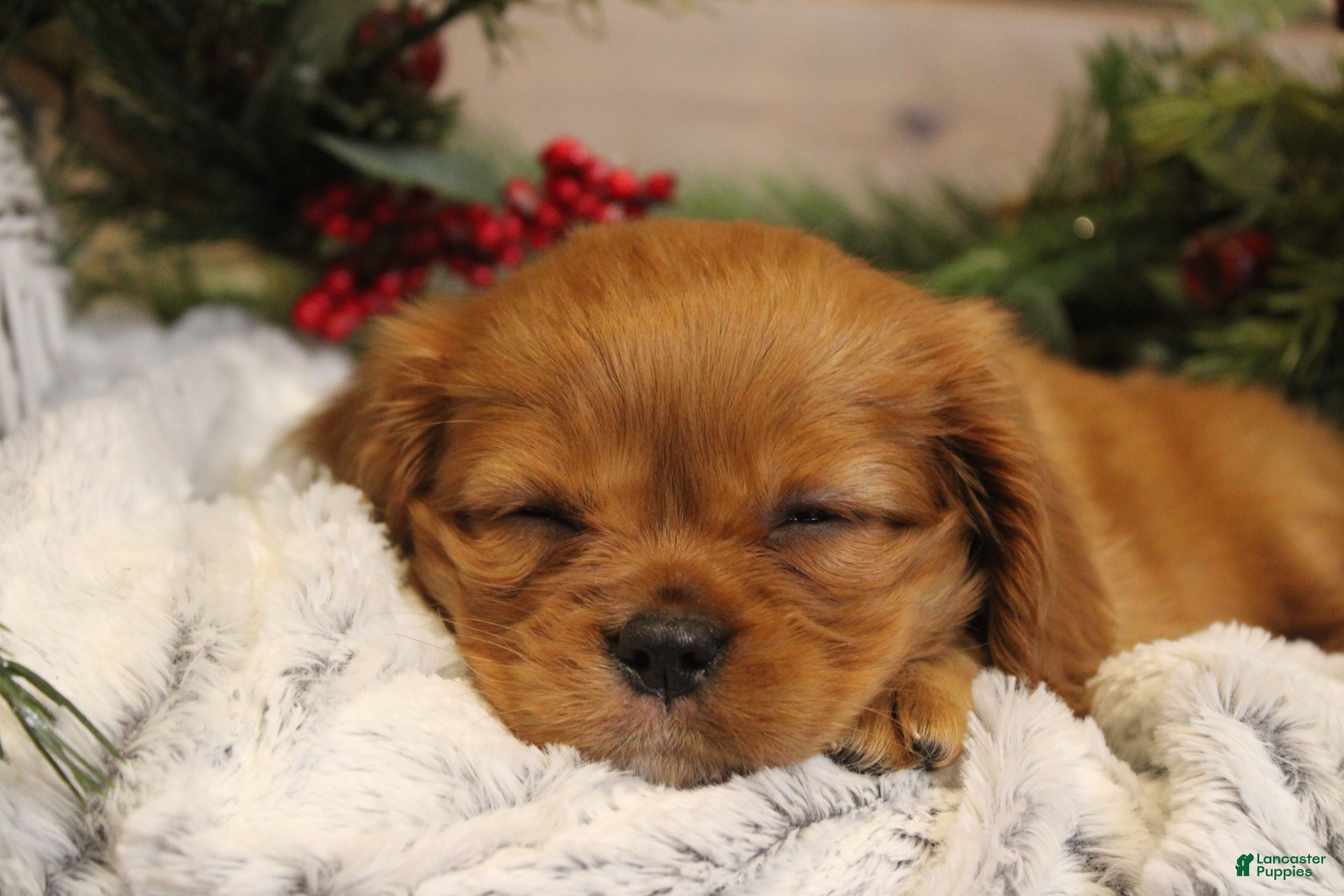 Cavalier King Charles Spaniel dogs Noel - Ad 20