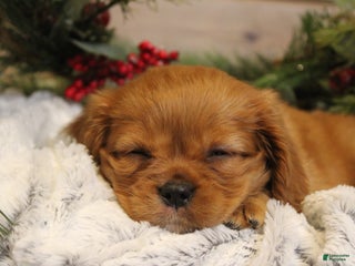 Cavalier King Charles Spaniel dogs Noel - Ad 41