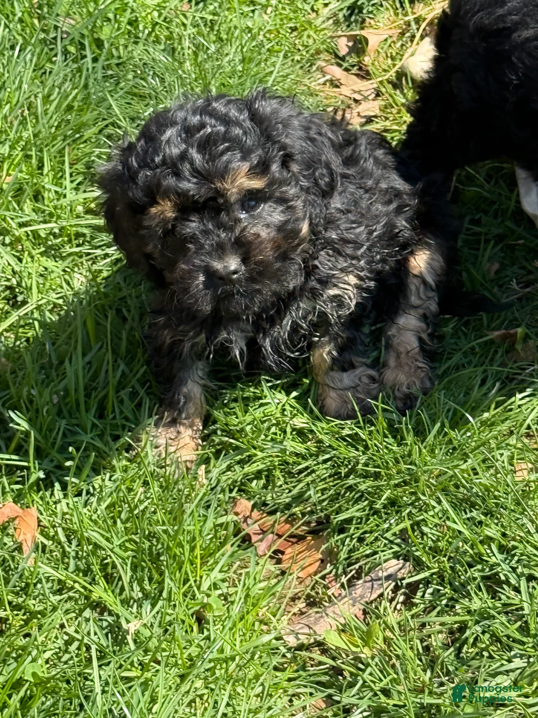 Cavapoo dogs for sale: Charlie special needs - Ad 2