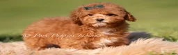Maltipoo dogs for sale: Pepper FB - Ad 1