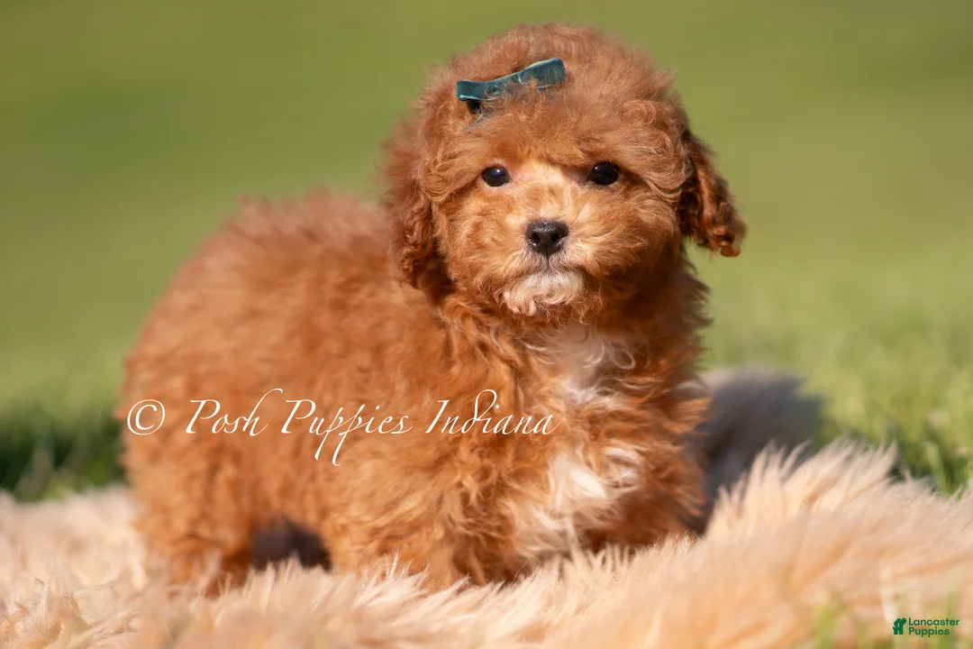 Maltipoo dogs for sale: Pepper FB - Ad 1