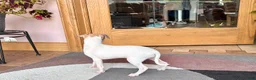 Italian Greyhound dogs for sale: Italian Greyhound female 3 white and fawn  - Ad 6