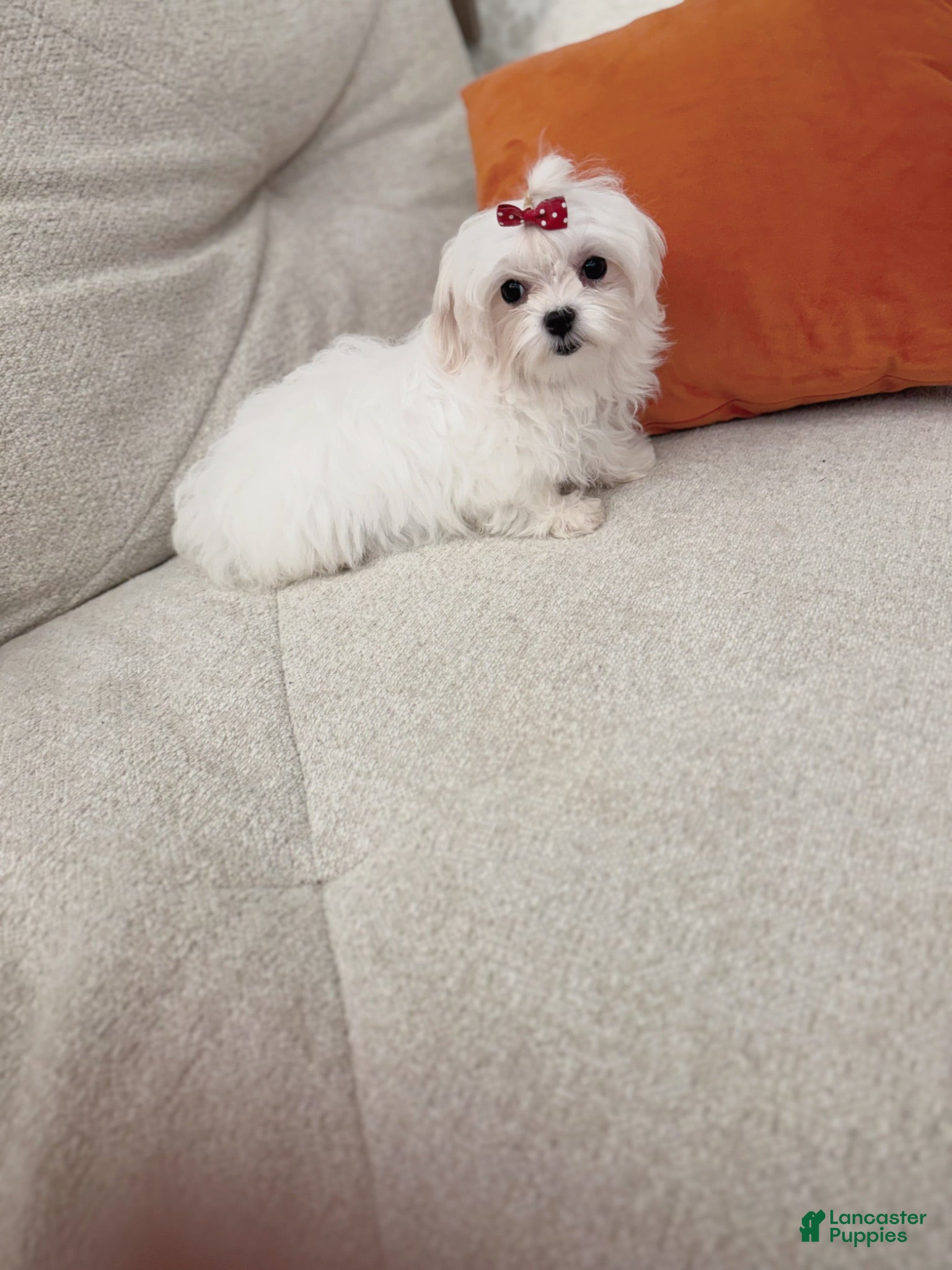 Maltese dogs Molly - Ad 2