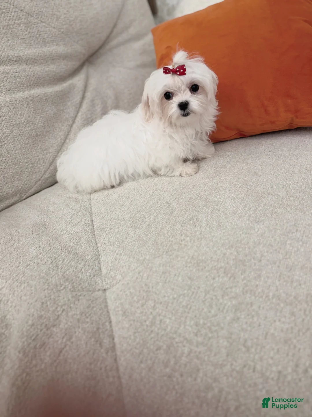 Maltese dogs for sale: Molly - Ad 2