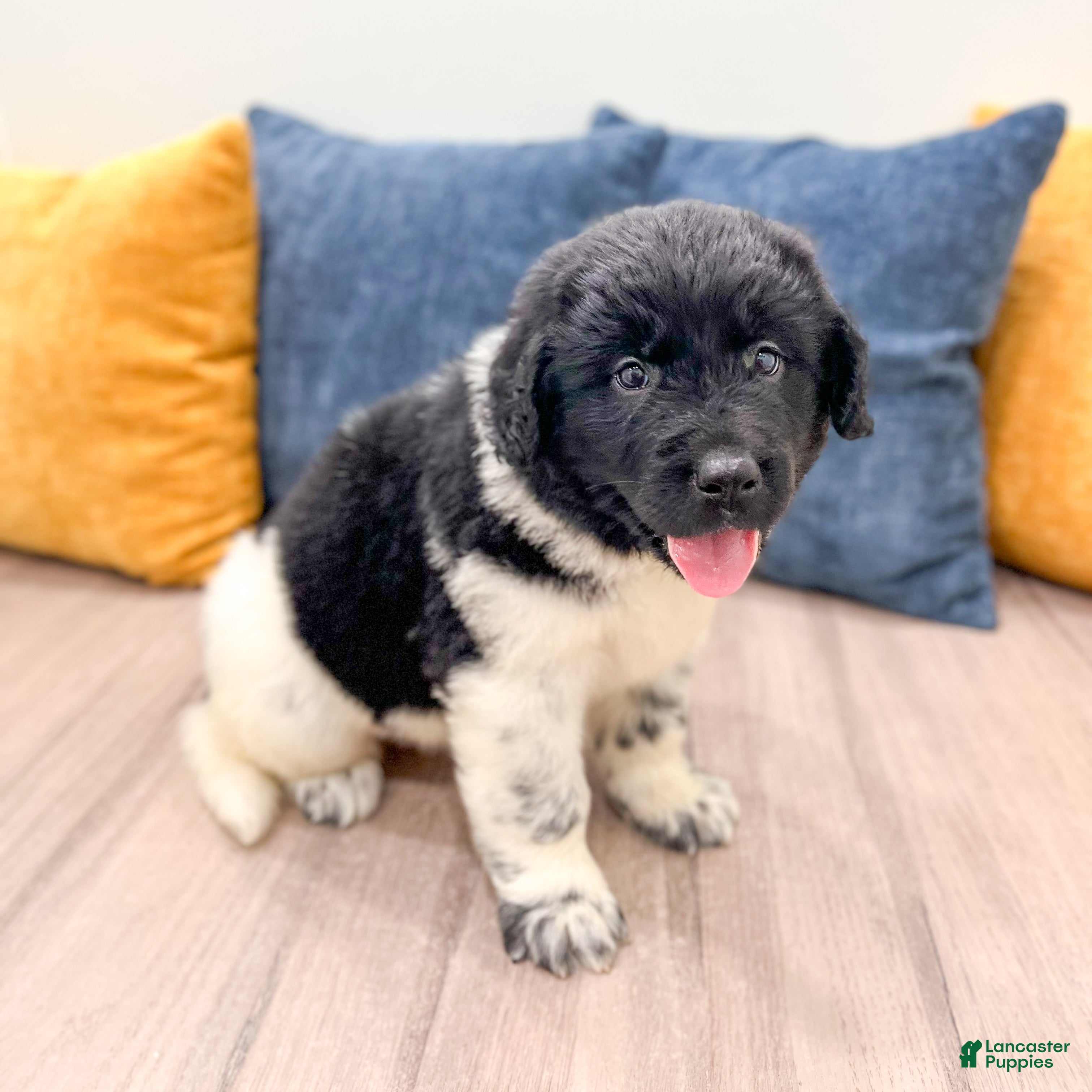 Newfoundland dogs Sadie - Ad 1