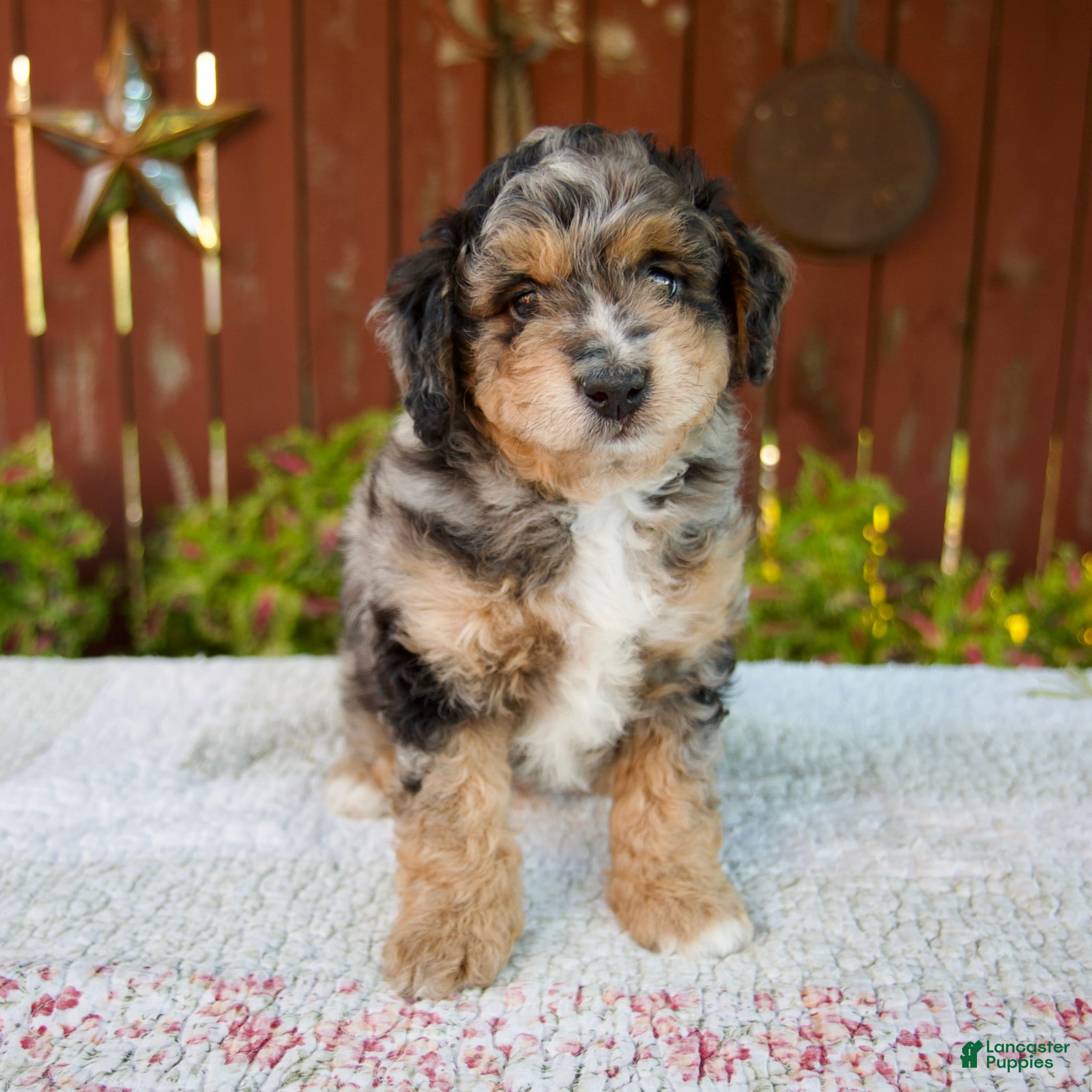 Mini Bernedoodle dogs Nate - Ad 1